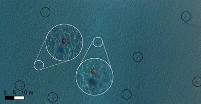 Aerial Drones Reveal the Dynamic Structuring of Sea Turtle Breeding Aggregations and Minimum Survey Effort Required to Capture Climatic and Sex-Specific Effects